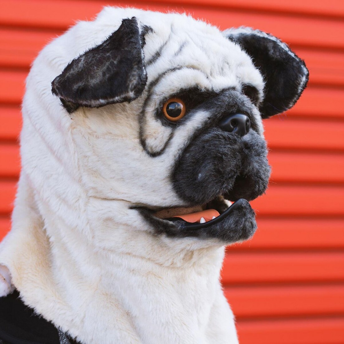 Máscara de perro “Mr. Mops” – disfrázate de tu animal favorito